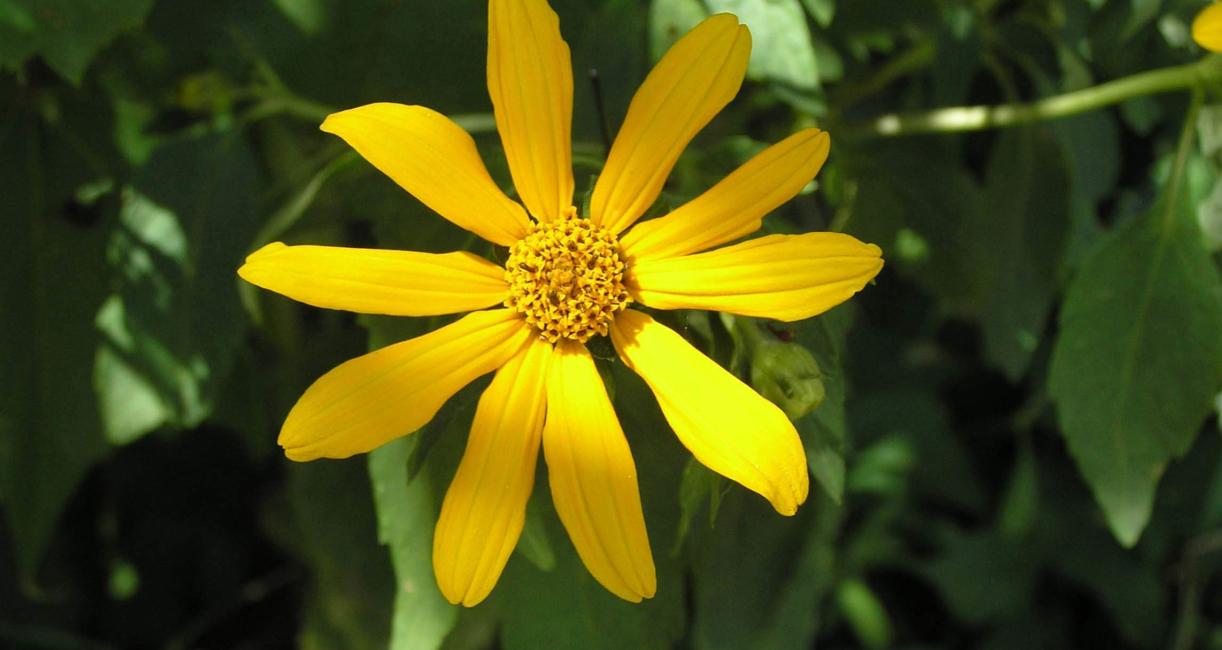 False Sunflower flower