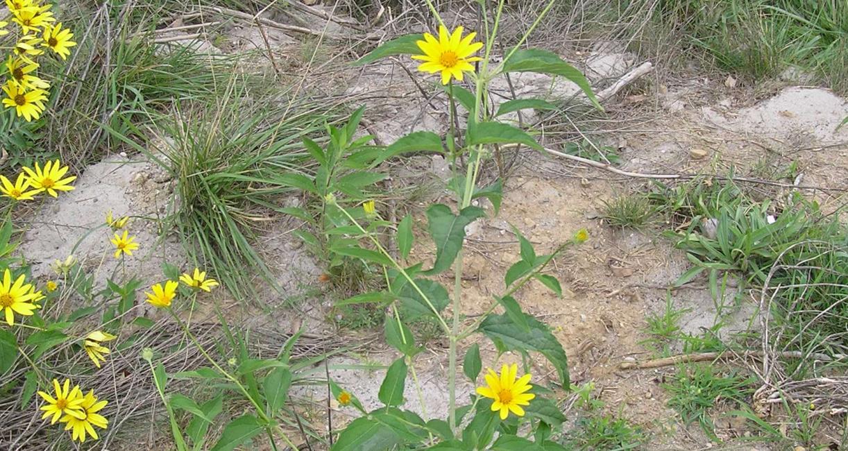False Sunflower habit