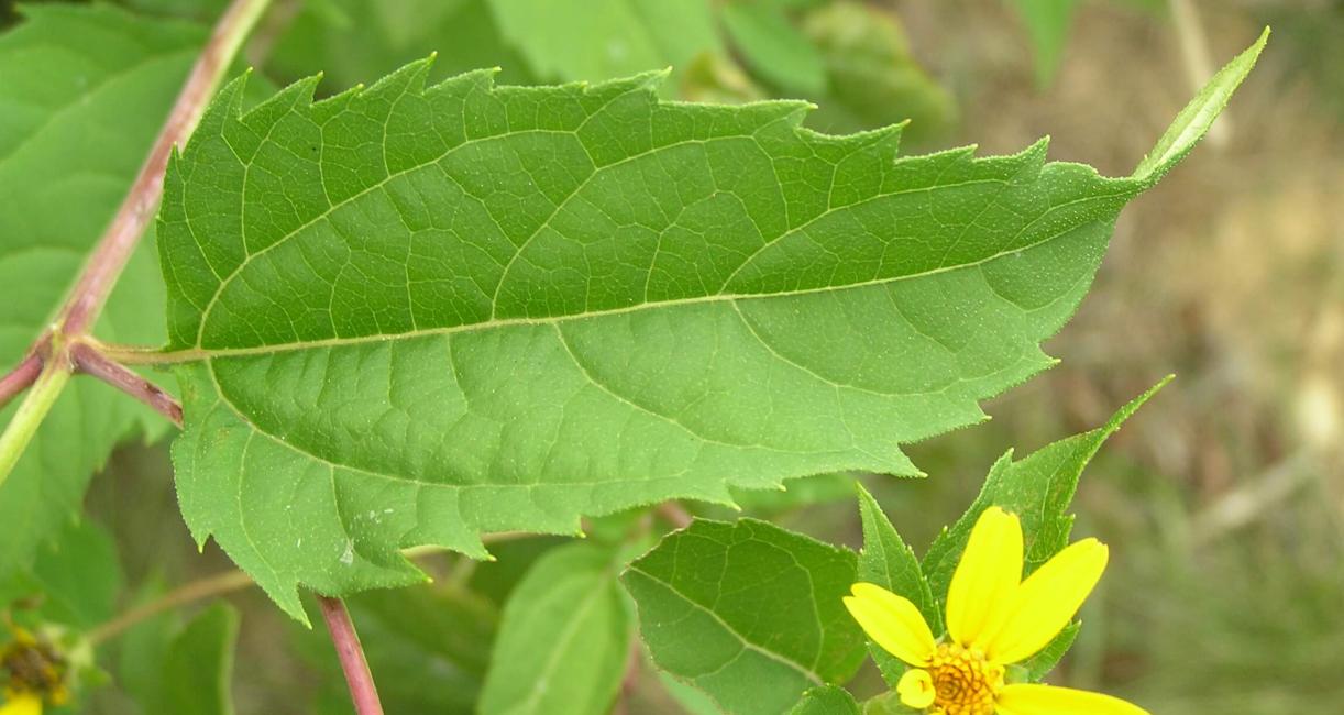 False Sunflower leaves