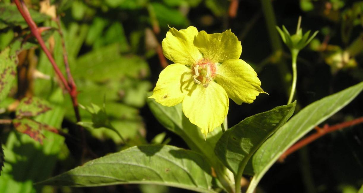 Fringed Loosestrife flower