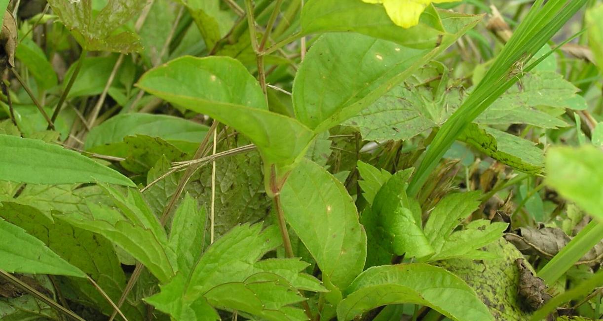 Fringed Loosestrife habit