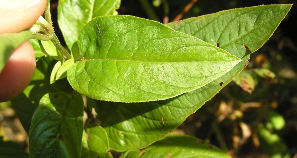 Fringed Loosestrife leaves
