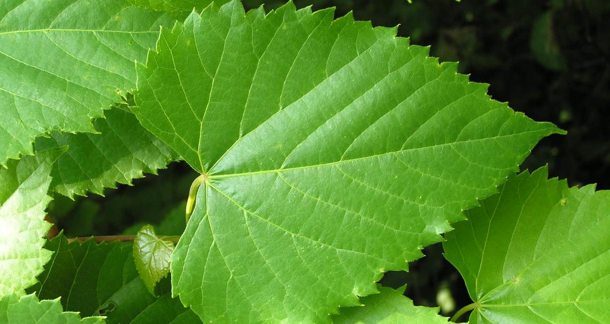 Frost Grape leaves