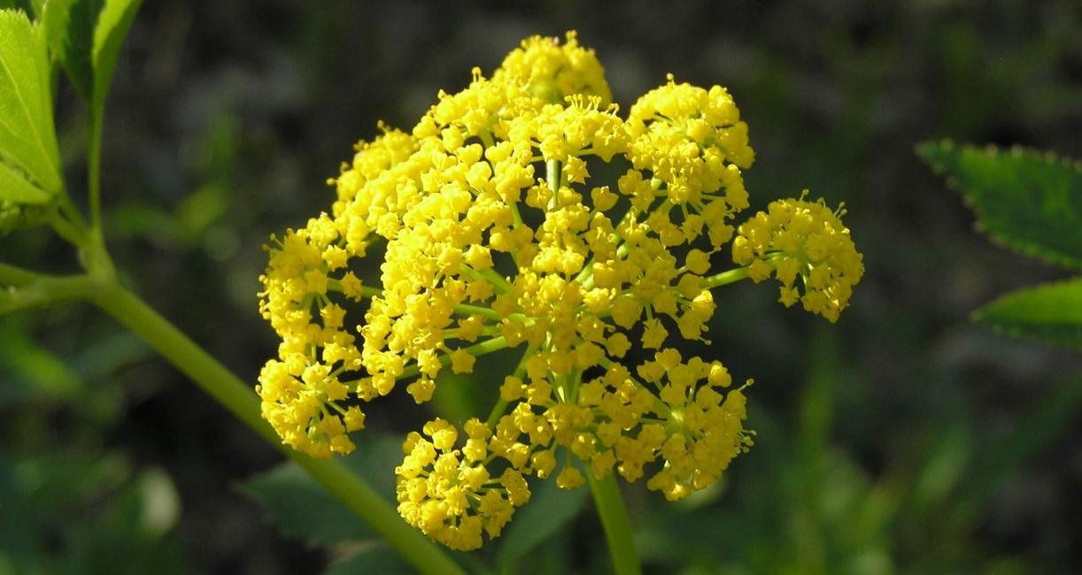 Golden Alexander flowers