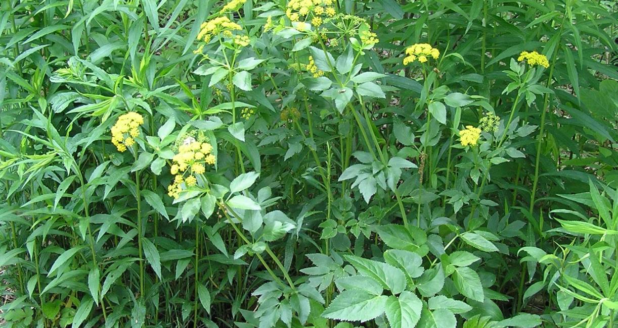 Golden Alexanders habit