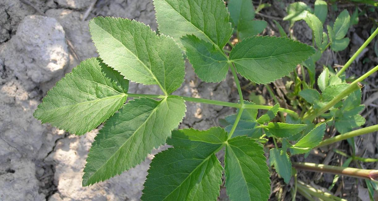 Golden Alexanders leaves