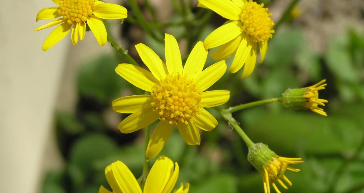 Golden Ragwort flower