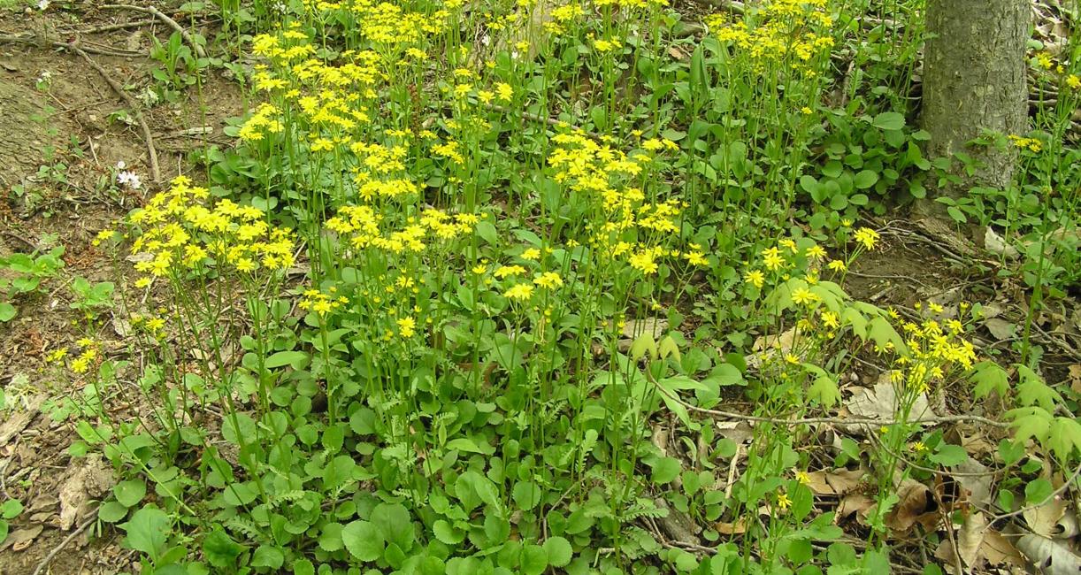 Golden Ragwort habit