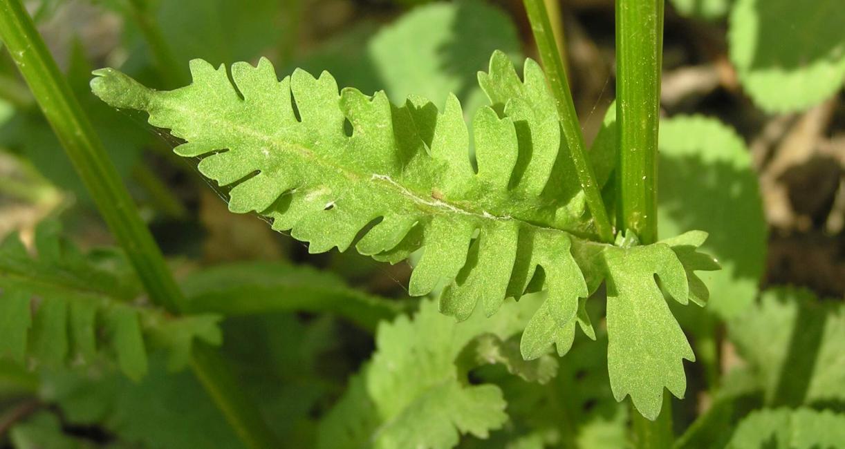 Golden Ragwort leaves