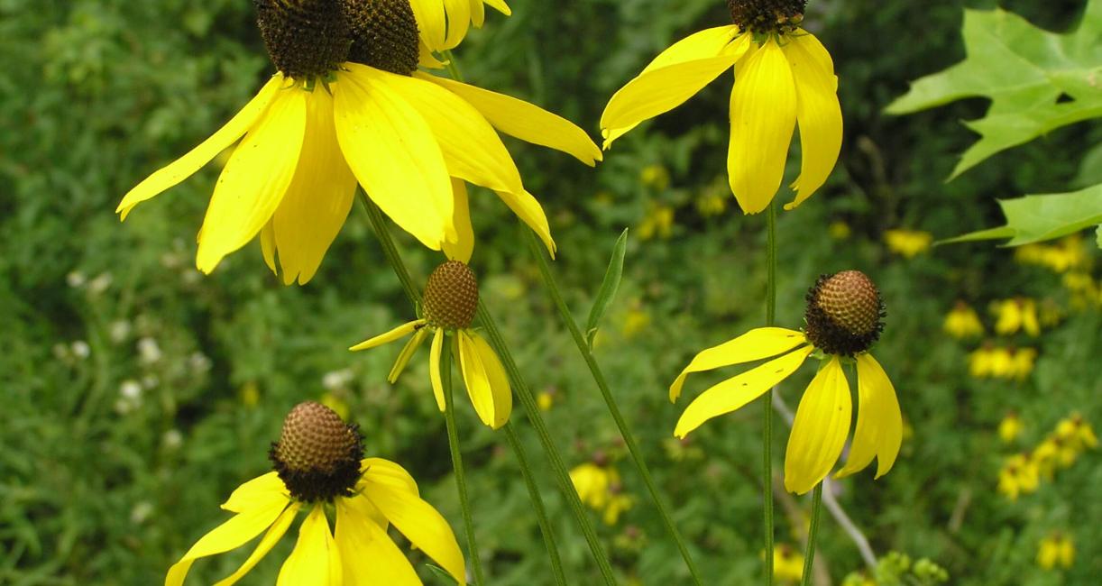 Gray Headed Coneflower flower