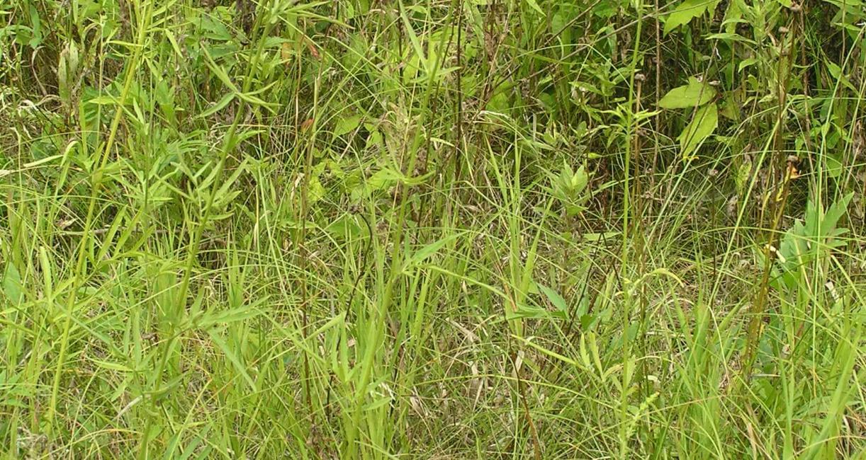 Gray Headed Coneflower habit