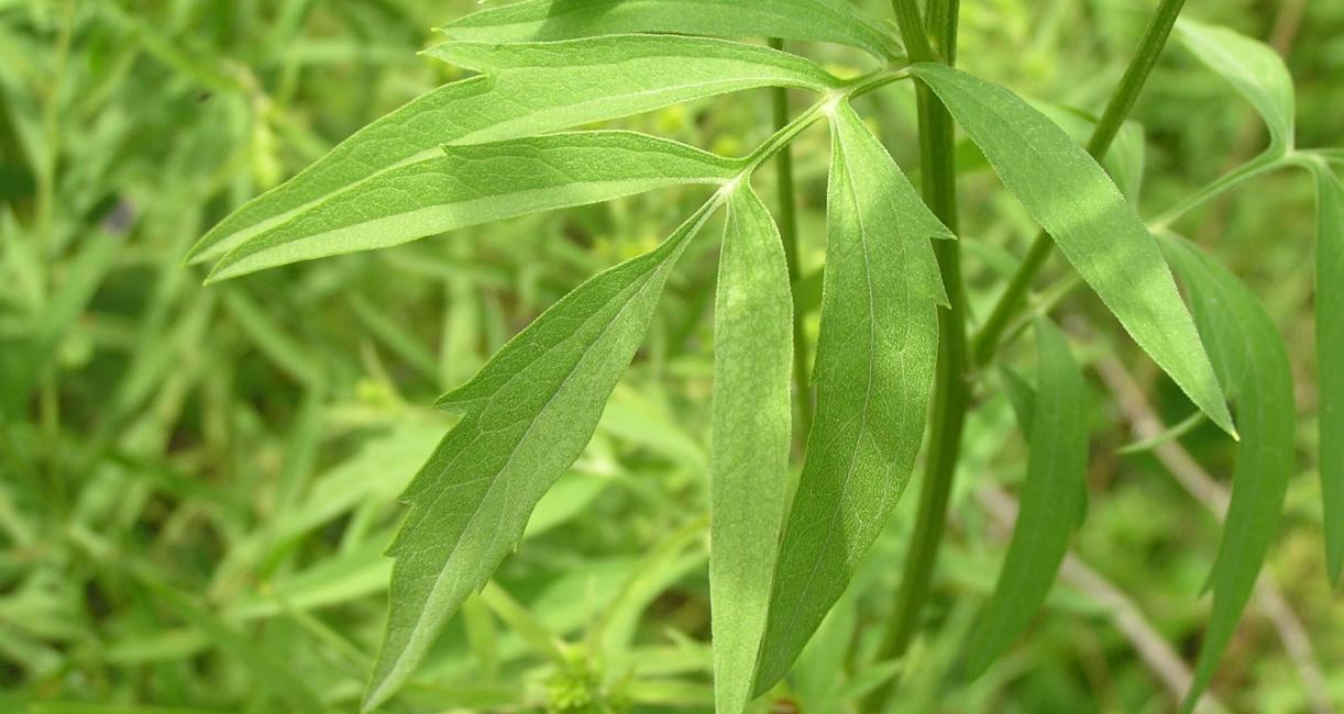 Gray Headed Coneflower leaves