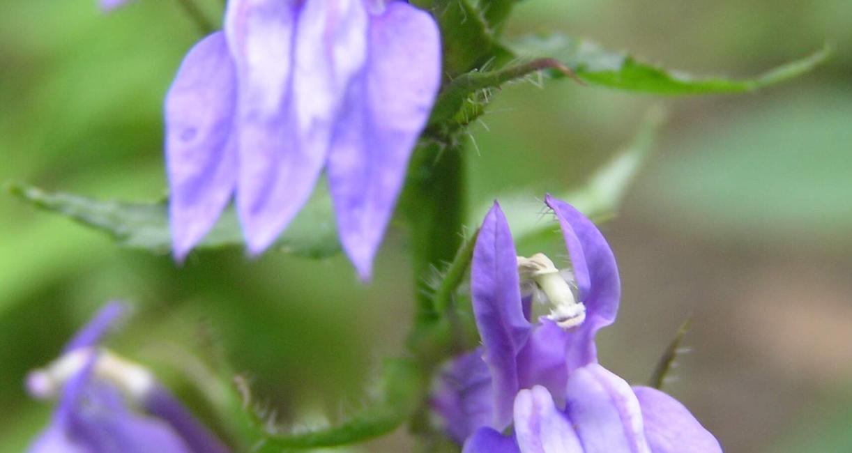 Great Lobelia flower