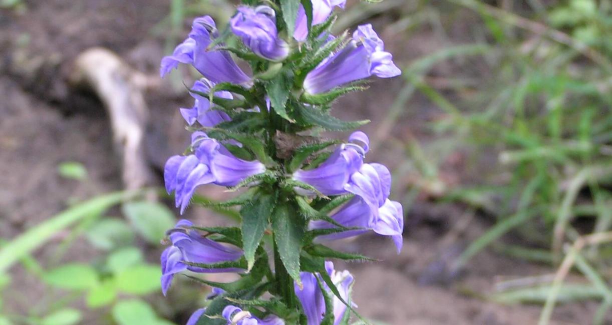 Great Lobelia flower