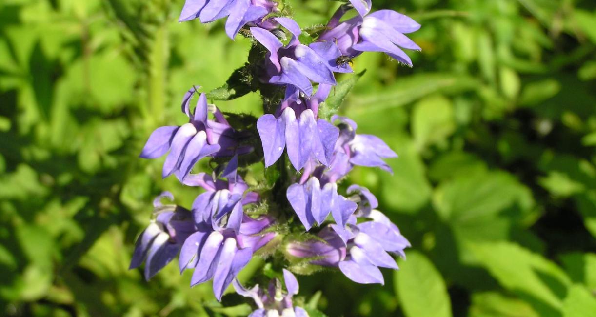 Great Lobelia flower