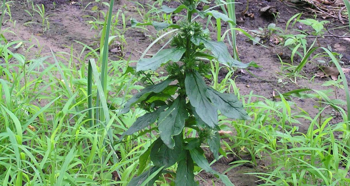 Great Lobelia habit