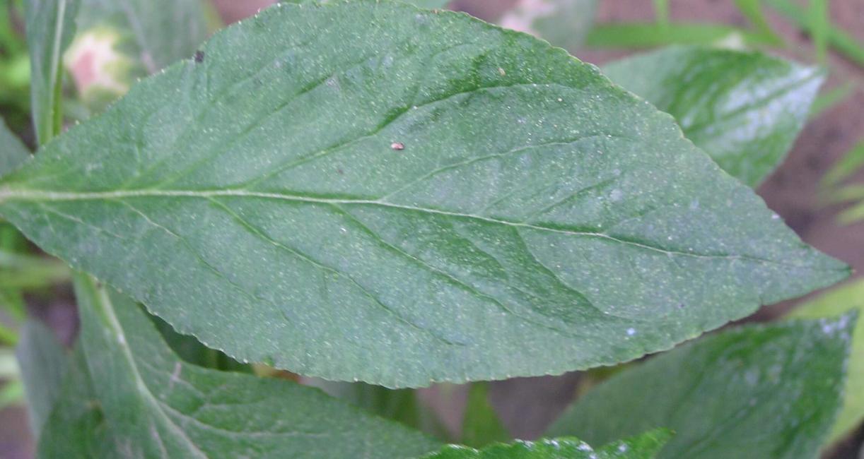Great Lobelia leaves