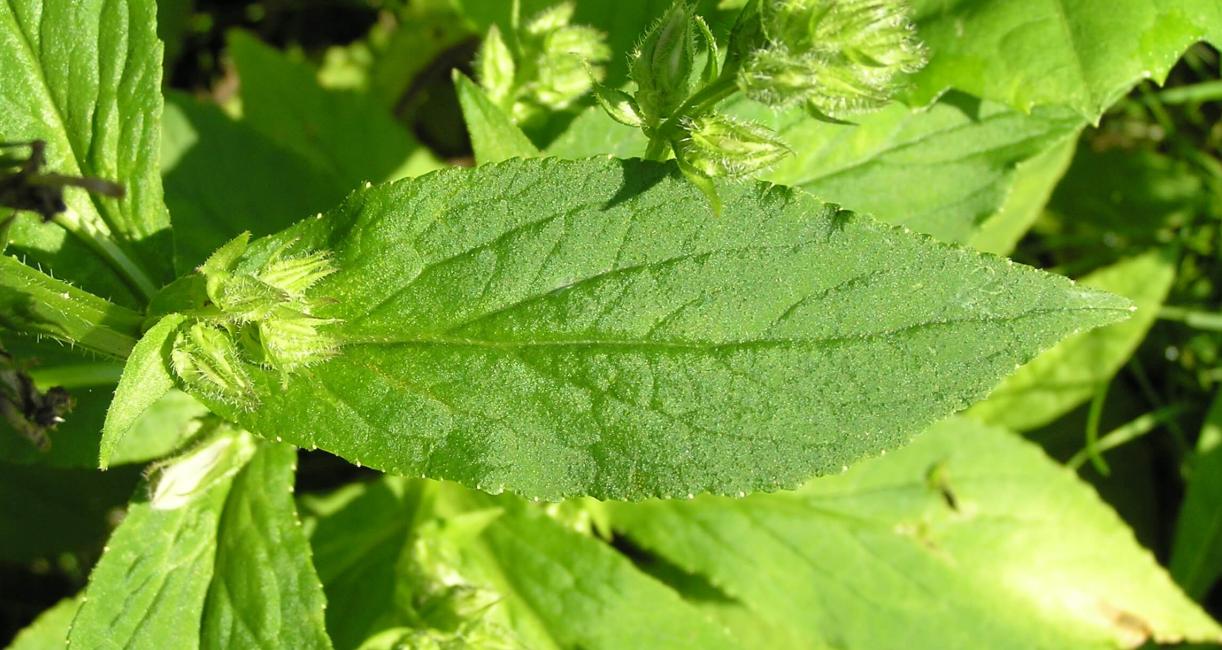 Great Lobelia leaves