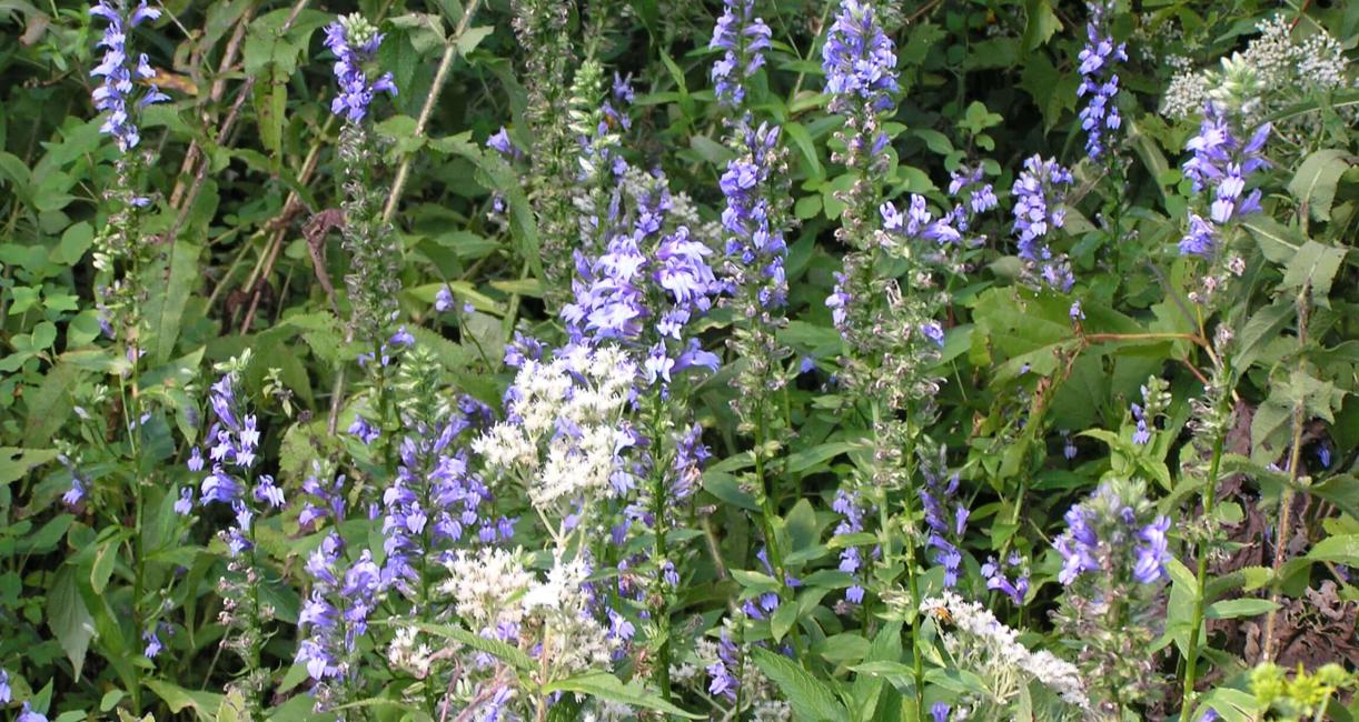 Great Lobelia