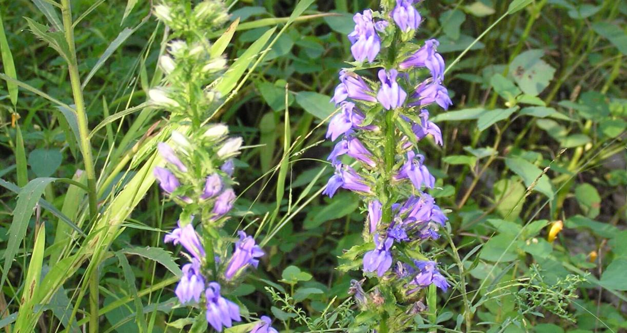 Great Lobelia