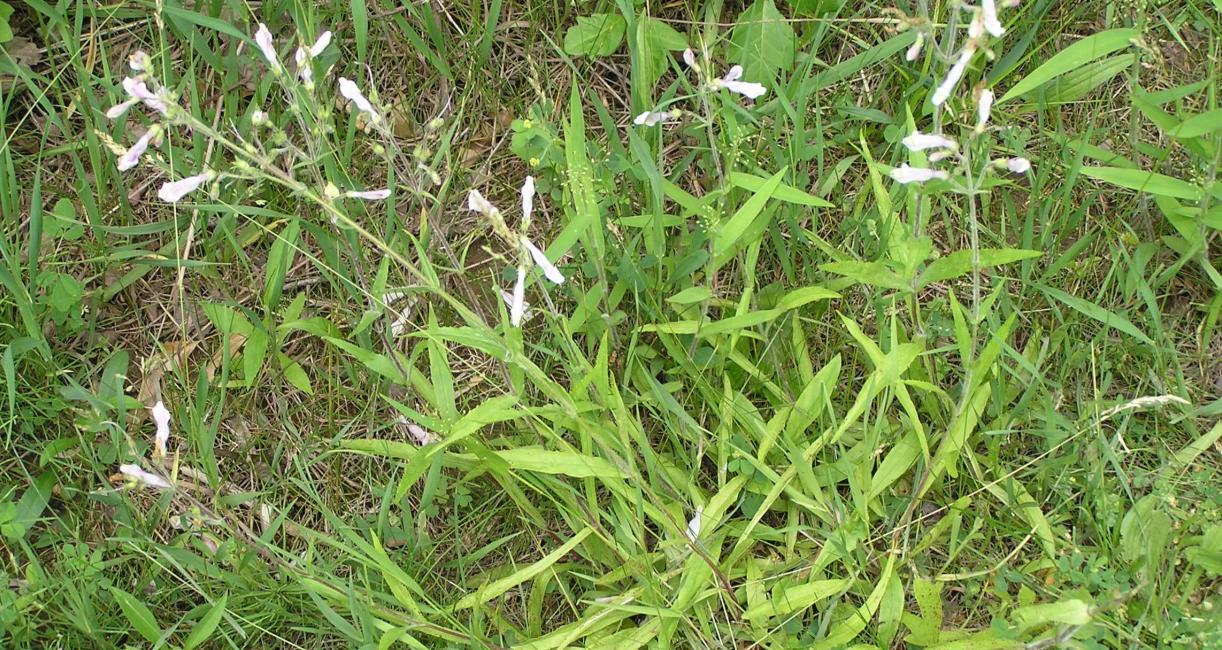 Hairy Beardtongue habit