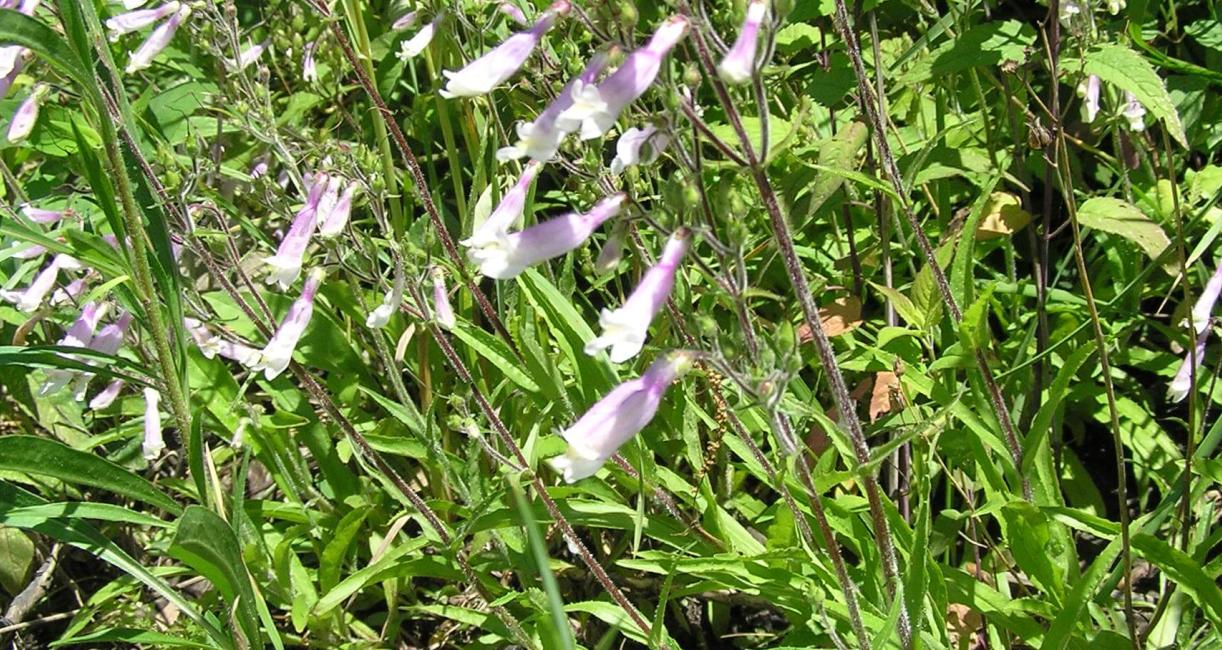 Hairy Beardtongue habit