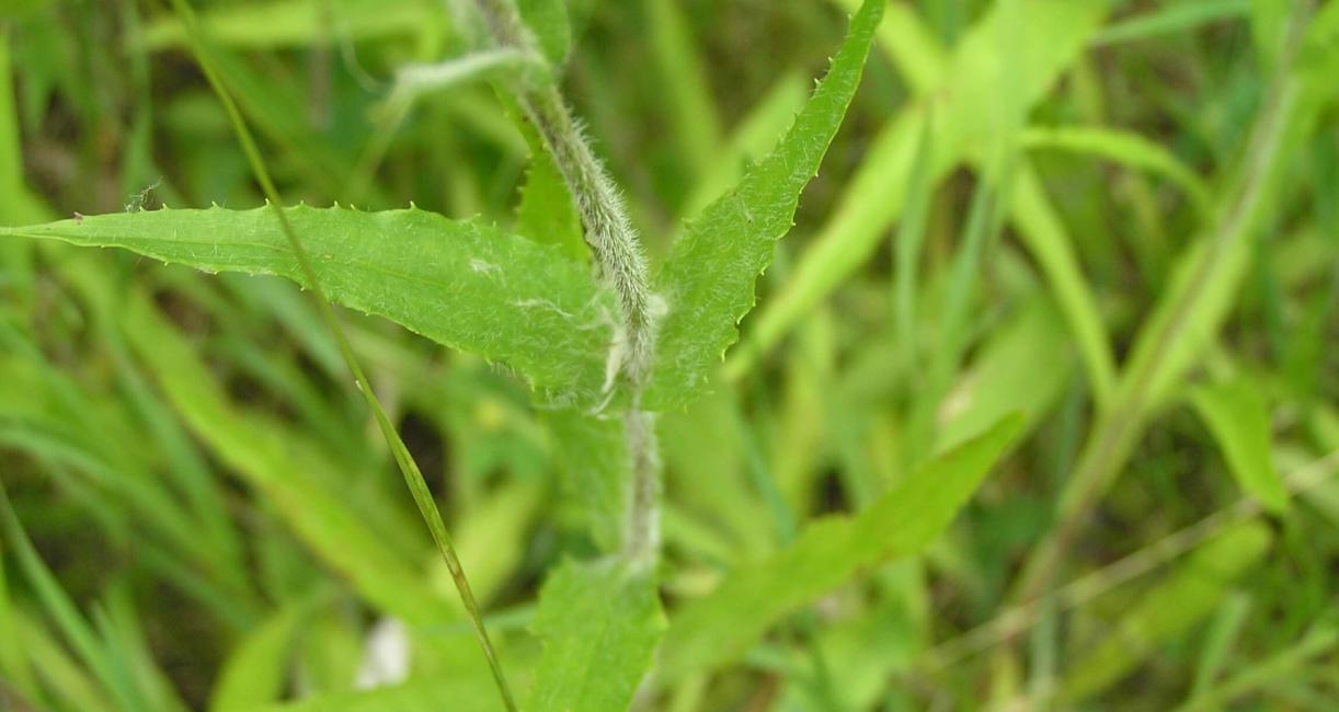 Hairy Beardtongue leaves