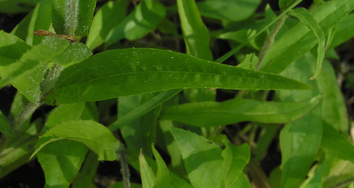 Hairy Beardtongue leaves