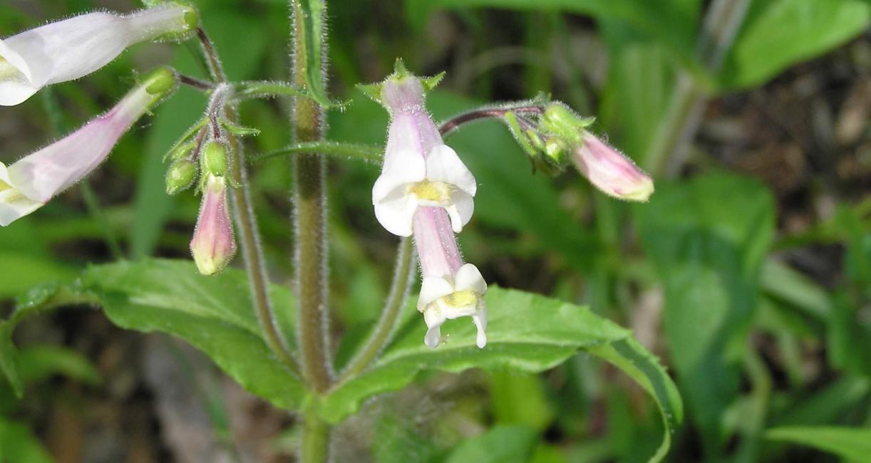 Hairy Beardtongue