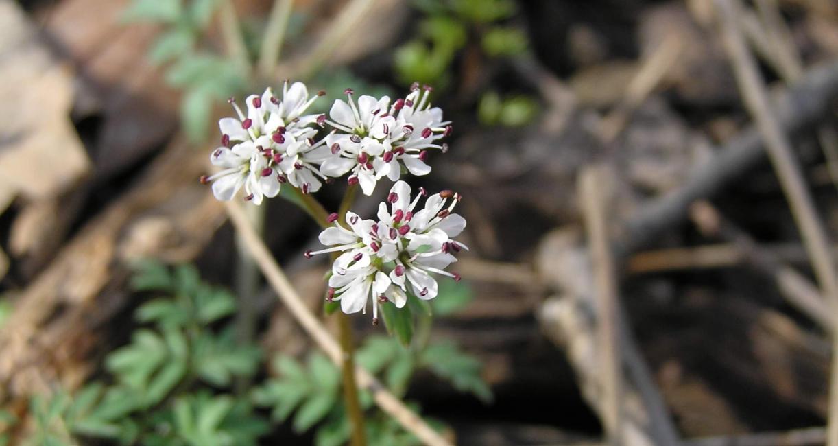 Harbinger of Spring flower