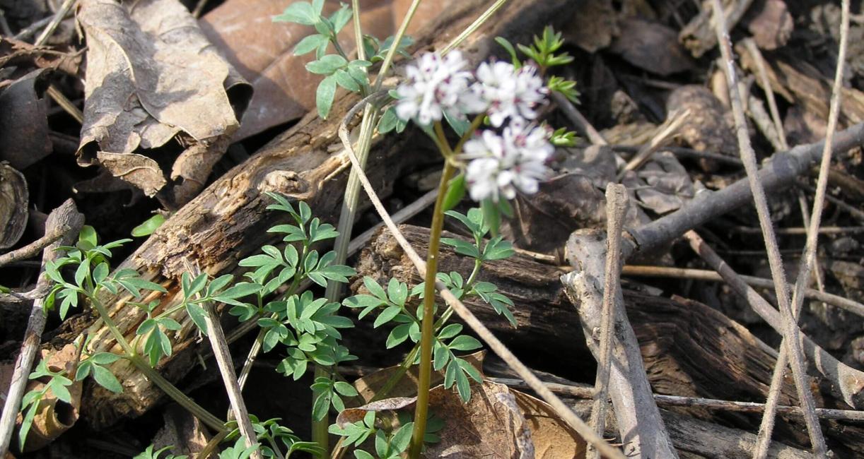 Harbinger of Spring habit