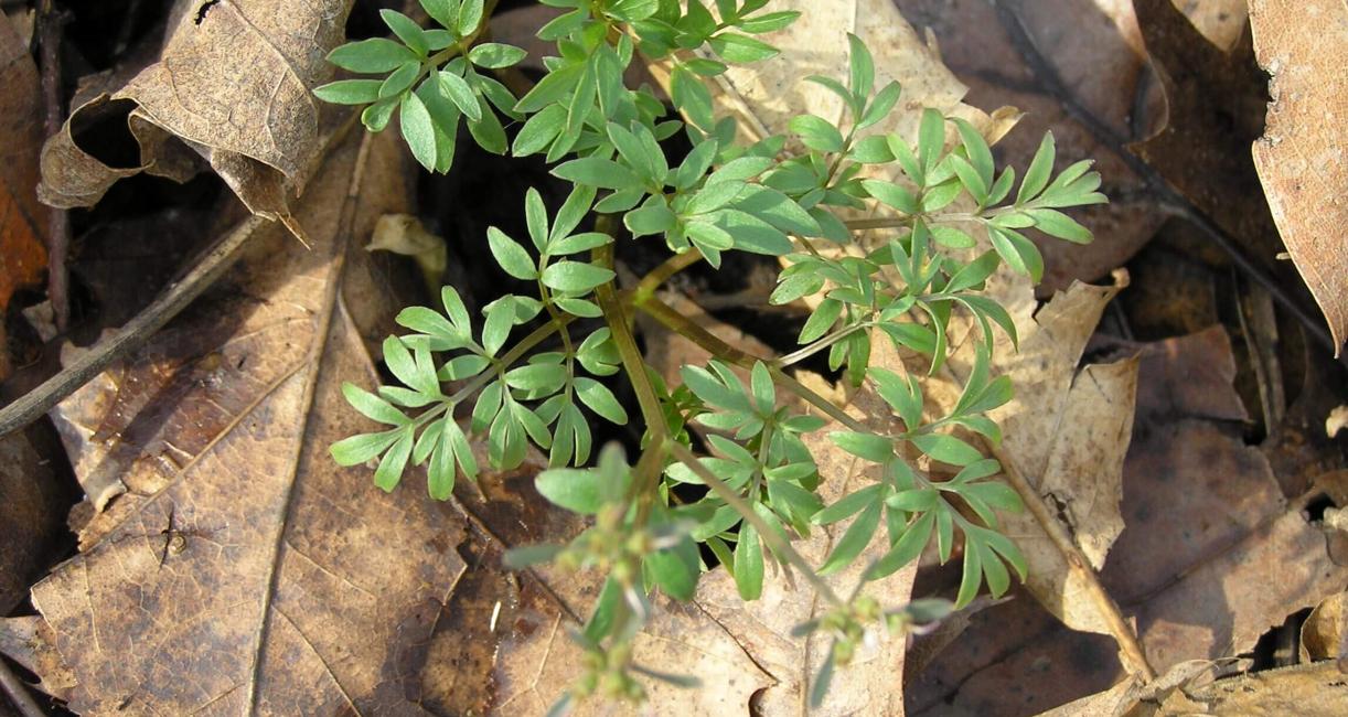 Harbinger of Spring leaves