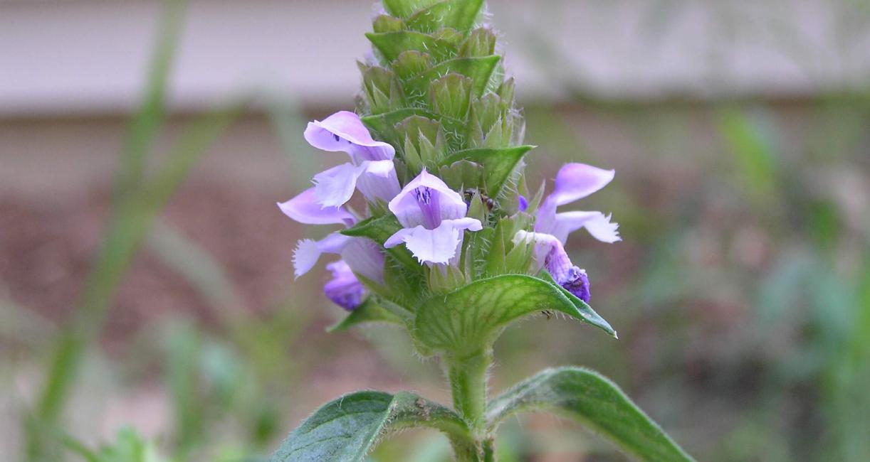 Heal All flower