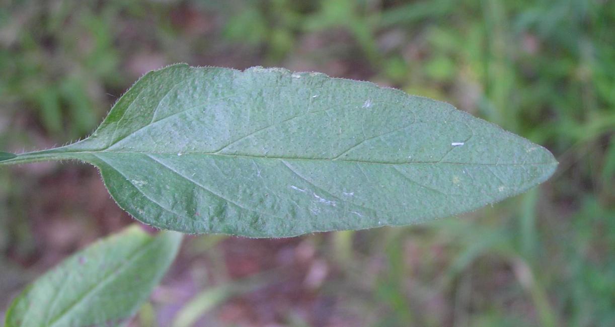 Heal All leaves
