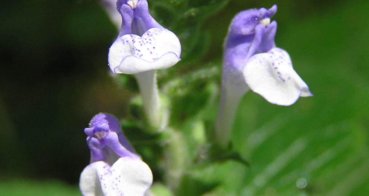 Heart Leaved Skullcap flower