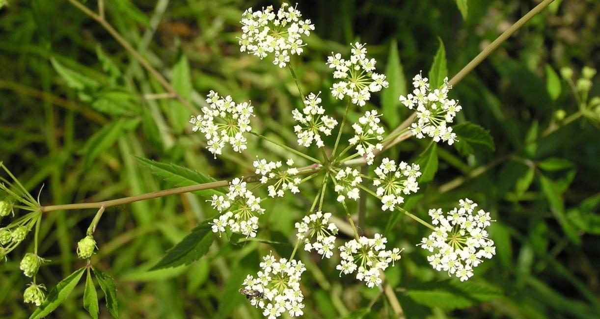 Hemlock Water