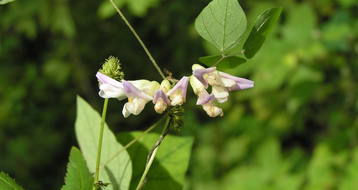 Hog Peanut flower