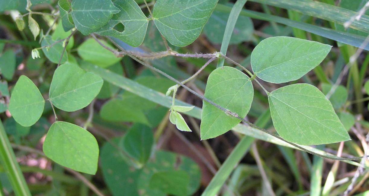 Hog Peanut habit