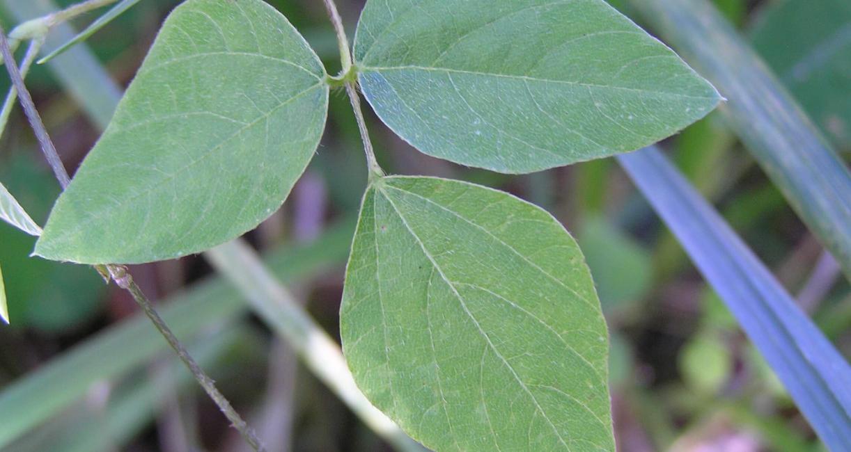 Hog Peanut leaves