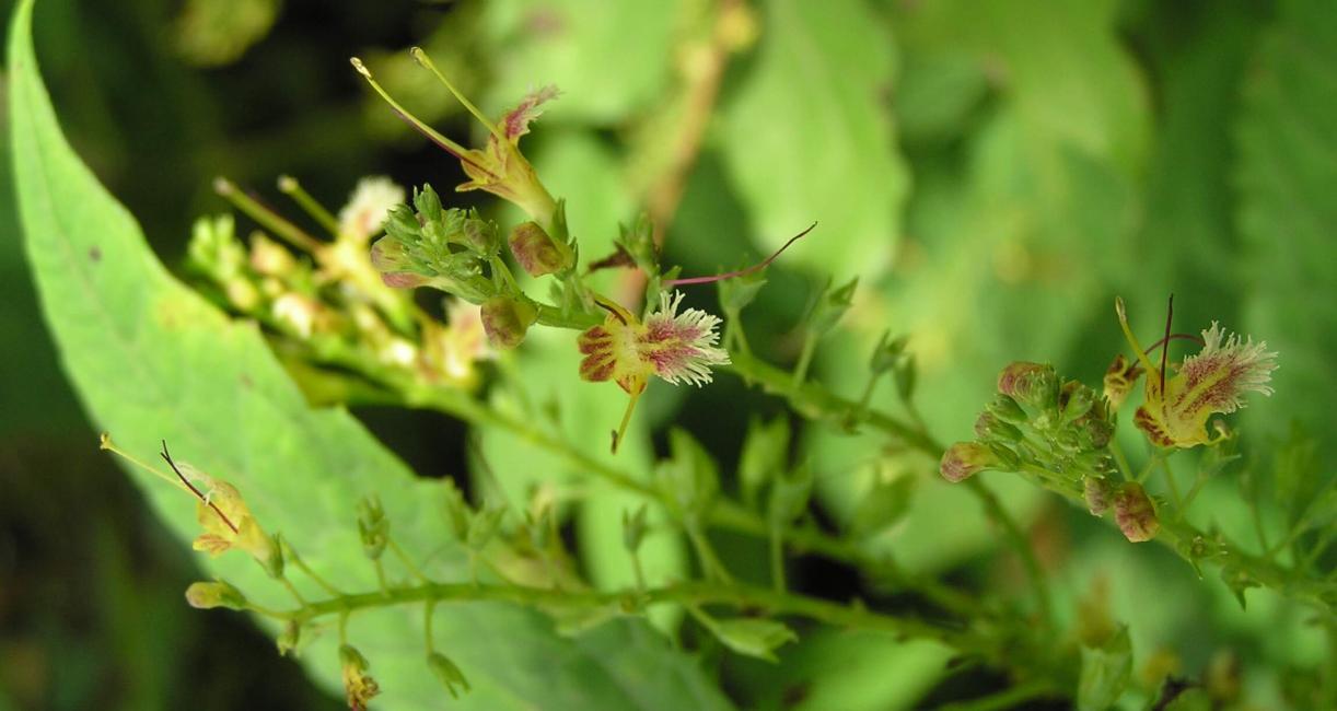 Horse Balm flower