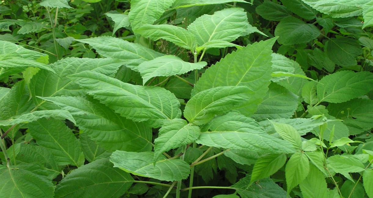 Horse Balm habit