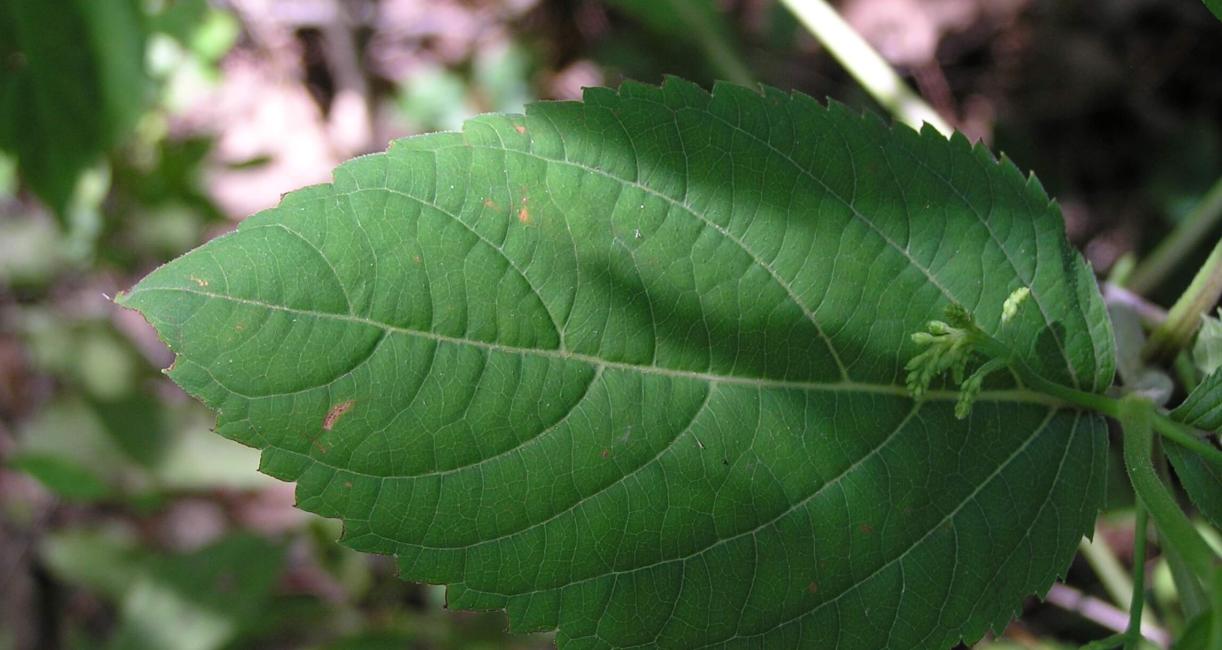 Horse Balm leaves