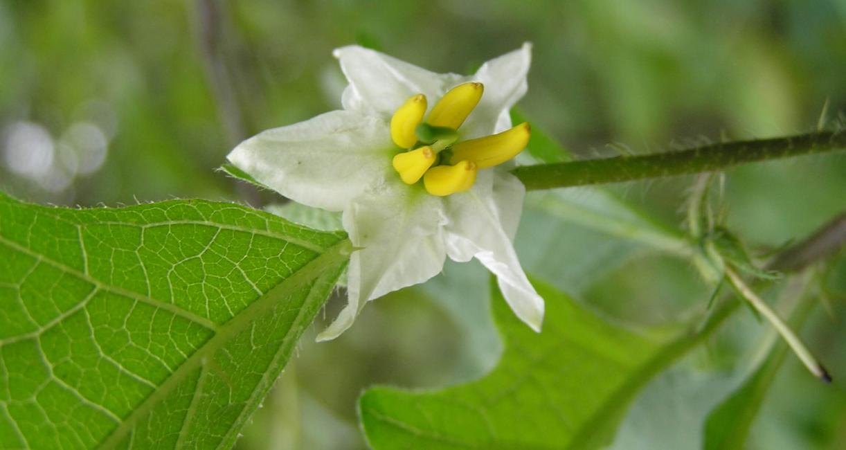 Horse Nettle flower
