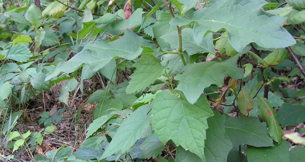 Horse Nettle habit