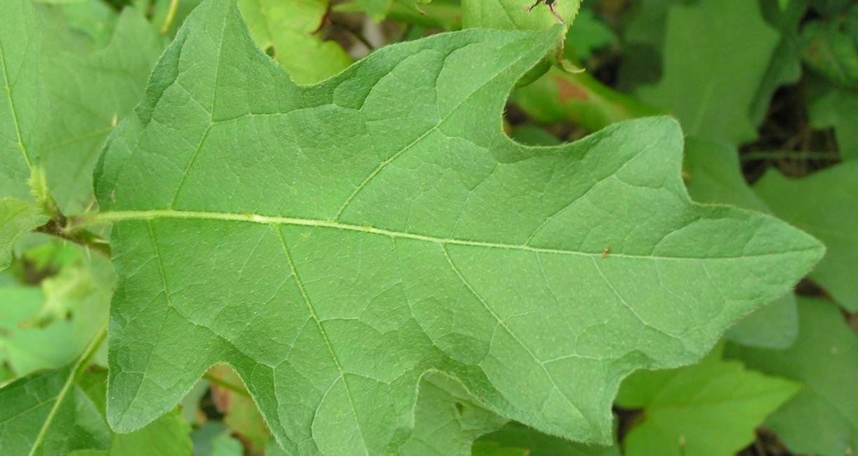 Horse Nettle leaves