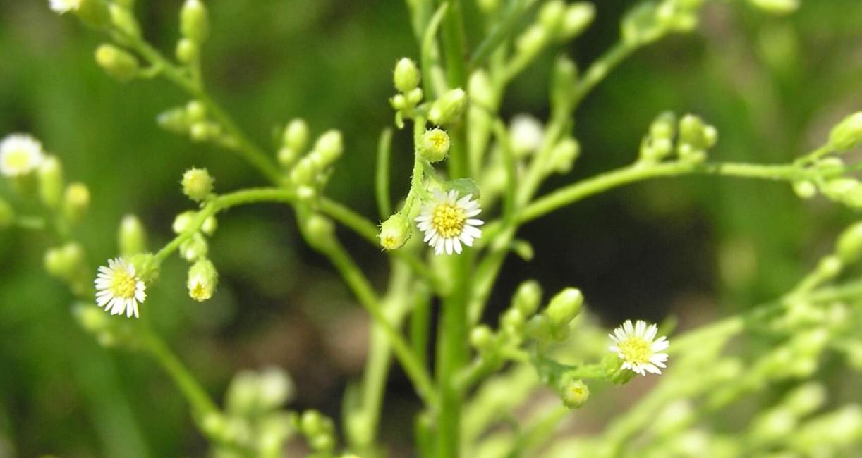 Horseweed flower