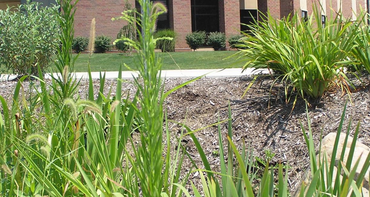 Horseweed habit
