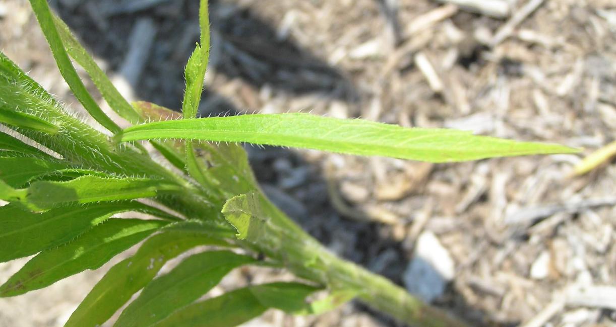 Horseweed leaves