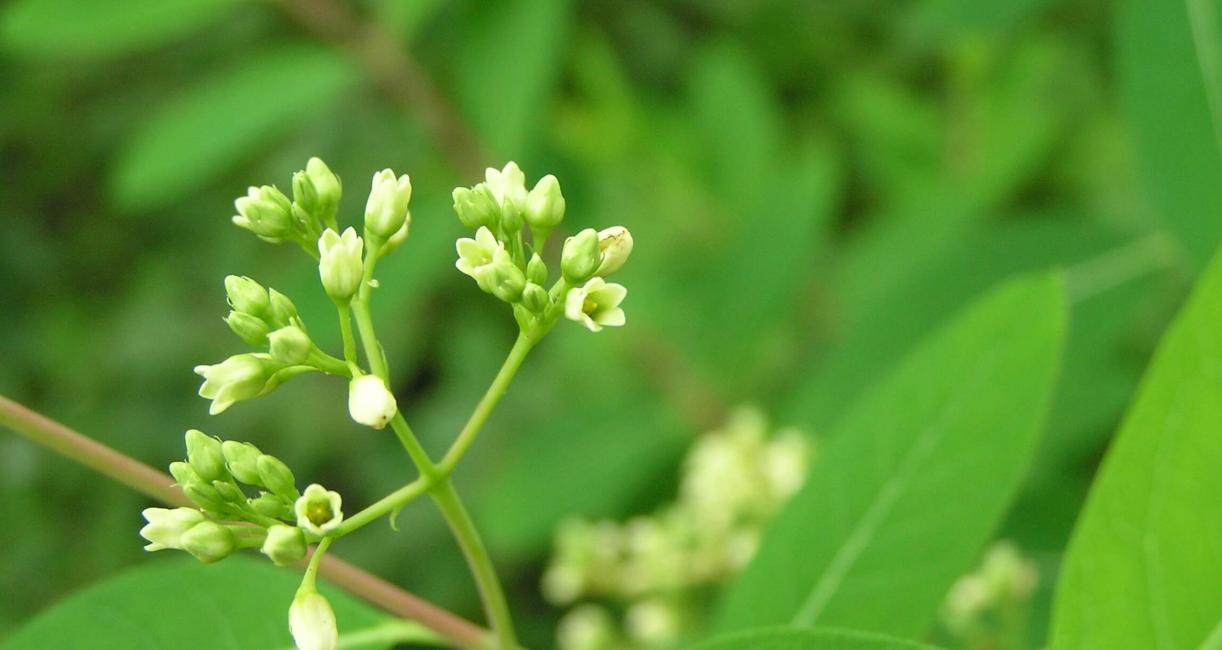 Indian Hemp flower