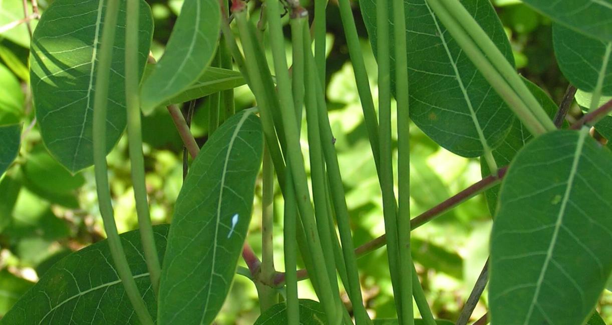Indian Hemp fruit
